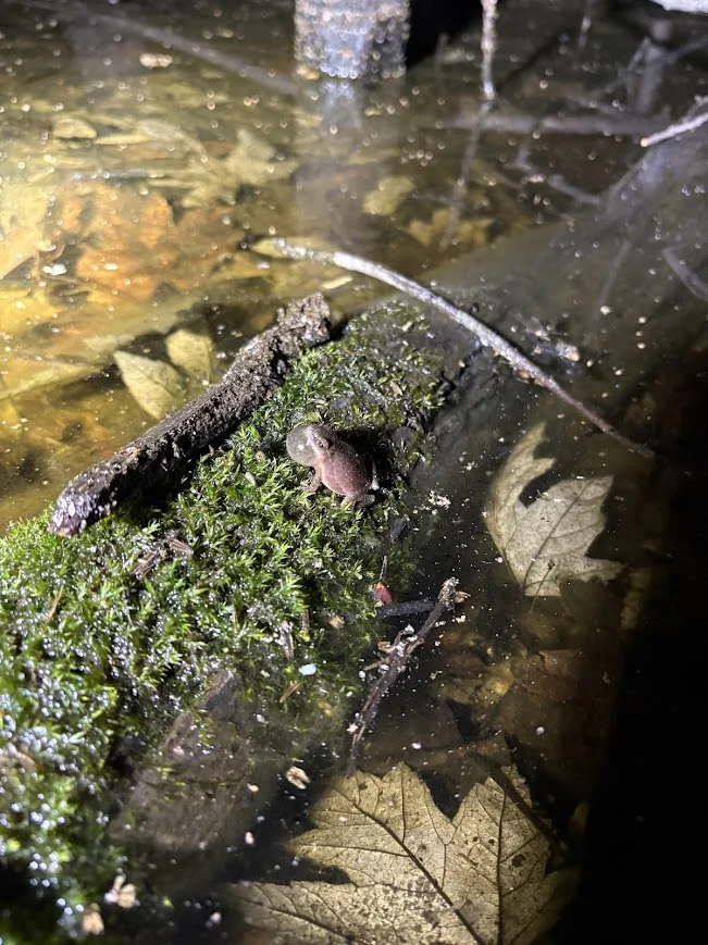 Spring Peeper in a Vernal Pool